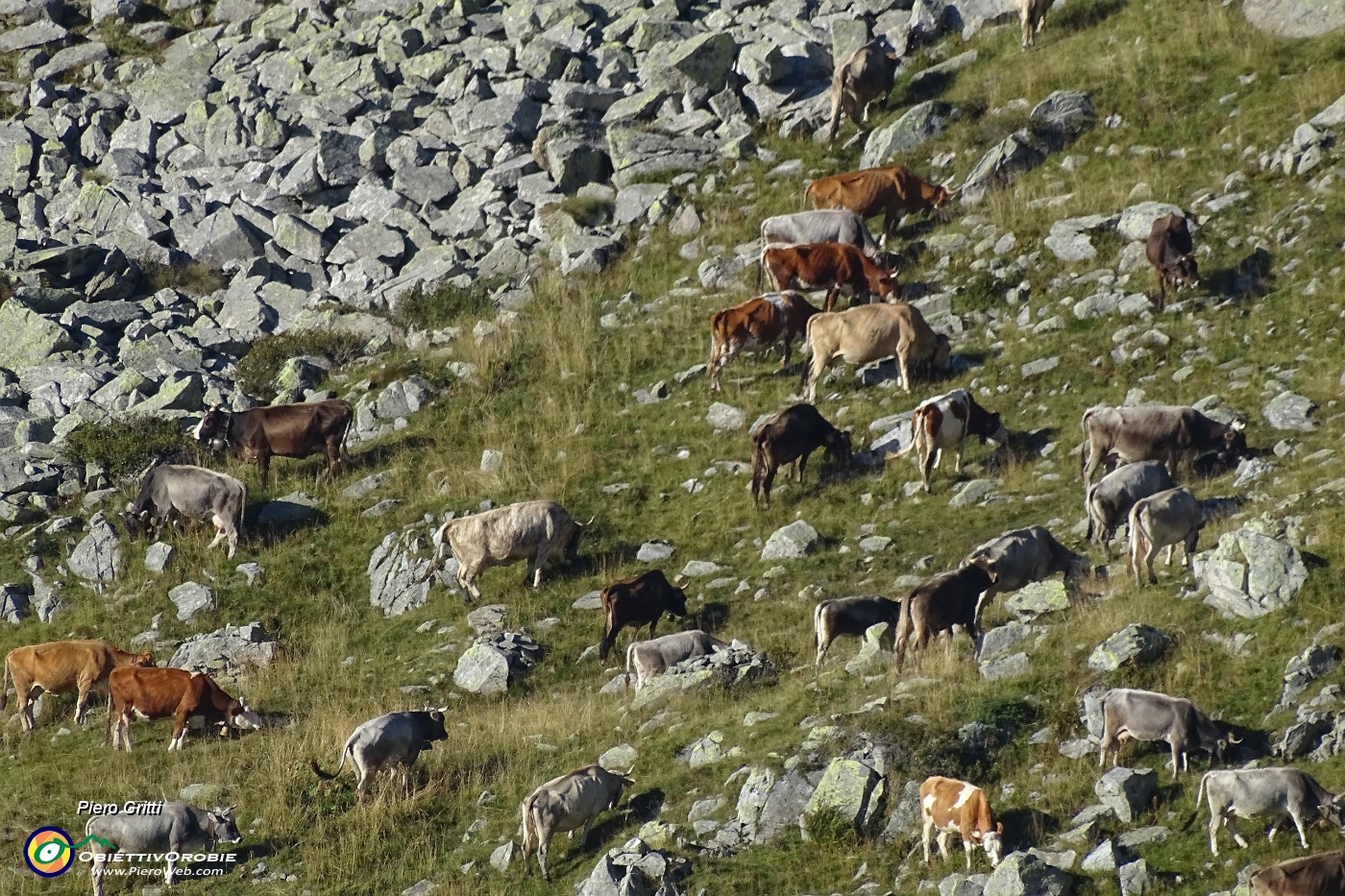 61 Mucche al pascolo sulle pendici scoscese del Fioraro (zoom).JPG